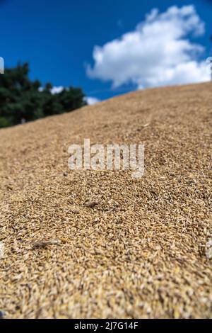 Le grain nouvellement récolté a été jeté dans un tas prêt à être déplacé vers le magasin de grain. Durham, Royaume-Uni. Banque D'Images