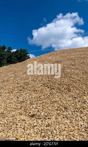 Le grain nouvellement récolté a été jeté dans un tas prêt à être déplacé vers le magasin de grain. Durham, Royaume-Uni. Banque D'Images