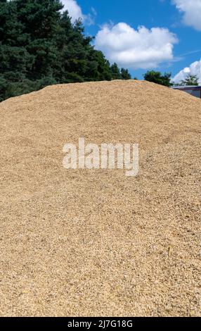 Le grain nouvellement récolté a été jeté dans un tas prêt à être déplacé vers le magasin de grain. Durham, Royaume-Uni. Banque D'Images