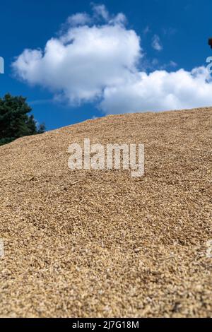 Le grain nouvellement récolté a été jeté dans un tas prêt à être déplacé vers le magasin de grain. Durham, Royaume-Uni. Banque D'Images