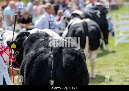 Exposants au Great Yorkshire Show montrant leur bétail de bœuf bleu britannique au salon de 2021, Harrogate, North Yorkshire, Royaume-Uni. Banque D'Images