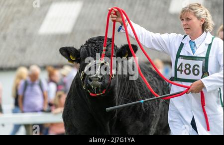 Exposants au Great Yorkshire Show montrant leur bétail de bœuf bleu britannique au salon de 2021, Harrogate, North Yorkshire, Royaume-Uni. Banque D'Images