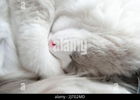 Un chat de raghdool blanc endormi a roulé dans une balle. Gros plan. Faible profondeur de champ. SDF. Banque D'Images