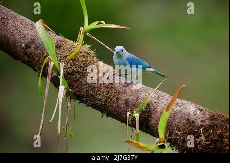 Oiseau de Tanager bleu-gris (Thraupuis episcopus), Maquenque Eco Lodge, Costa Rica, Amérique centrale Banque D'Images