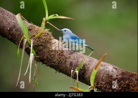 Oiseau de Tanager bleu-gris (Thraupuis episcopus), Maquenque Eco Lodge, Costa Rica, Amérique centrale Banque D'Images