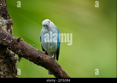 Oiseau de Tanager bleu-gris (Thraupuis episcopus), Maquenque Eco Lodge, Costa Rica, Amérique centrale Banque D'Images