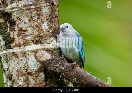 Oiseau de Tanager bleu-gris (Thraupuis episcopus), Maquenque Eco Lodge, Costa Rica, Amérique centrale Banque D'Images