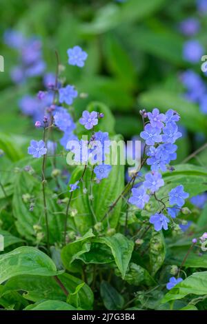 Omphalodes cappadocica 'Cherry Ingram', Cappadocian navelwort 'Cherry Ingram'. Fleurs bleues, fleurs printanières Banque D'Images