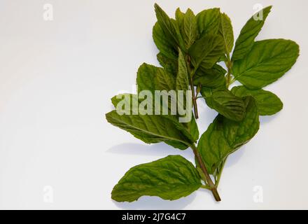 Branches de menthe Mai 2022 Banque D'Images