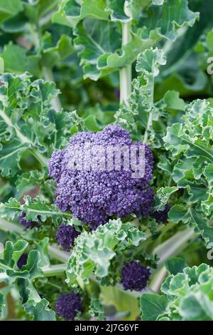 Broccoli pourpre de Claret F1 presque prêt pour la récolte dans un potager fin mars. Banque D'Images