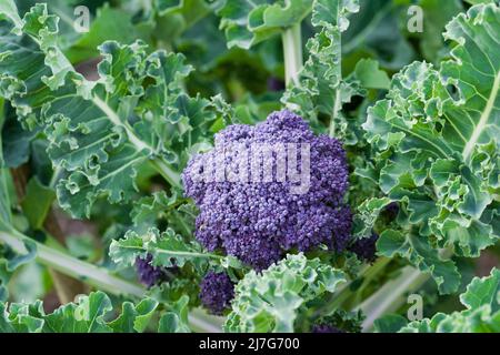 Broccoli pourpre de Claret F1 presque prêt pour la récolte dans un potager fin mars. Banque D'Images