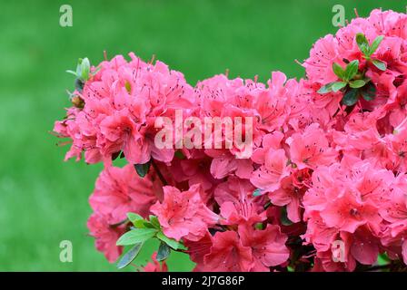 Evergreen Azalea kaempferi, rhododendron johanna fleurit dans le jardin, à proximité. Arrière-plan vert naturel flou, espace de copie. Papier peint Slovaquie. Banque D'Images