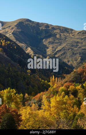 Les arbres d'automne, Arrowtown, près de Queenstown, Otago, île du Sud, Nouvelle-Zélande Banque D'Images