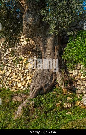 Un olivier vieux de plusieurs siècles cultivé près d'un mur de pierre au sanctuaire du Santissimo Crocefisso di Varano. ISCHITELLA, Pouilles Banque D'Images