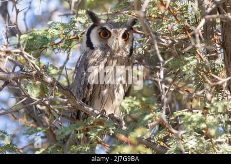 South White-face Scops Owl (Ptilopsis granti) Parc transfrontalier Kgalagadi, Kalahari, Cap Nord, Afrique du Sud Banque D'Images