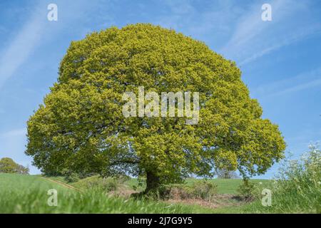 Beau, grand chêne anglais (Quercus robur) dans le feuillage printanier debout isolé dans la campagne britannique. Banque D'Images