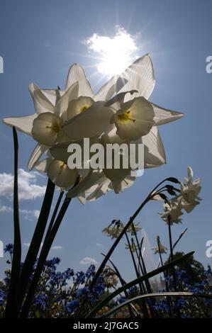 Dresde, Allemagne. 09th mai 2022. Des fleurs fleurissent dans le palais et le parc de Pillnitz. Credit: Sebastian Kahnert/dpa/Alay Live News Banque D'Images