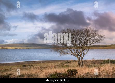 Un arbre torsadé ronflé qui pousse sur la rive sombre du lac Colliford, sur la Moor Bodmin, dans les Cornouailles. Banque D'Images