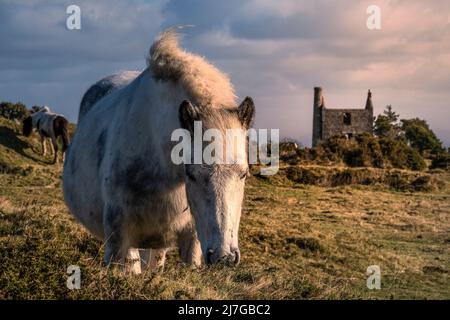 Lumière du soir sur un poney de Bodmin emblématique sur Craddock Moor avec les vestiges historiques de Housemans Shaft Engine House sur le robuste Bodmin Moor Banque D'Images