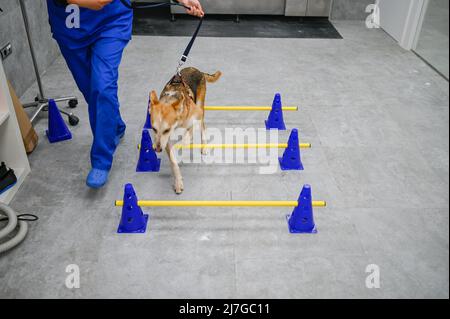 Un chien blessé secouru reçoit un traitement pour un problème de hanche dans un centre vétérinaire Banque D'Images