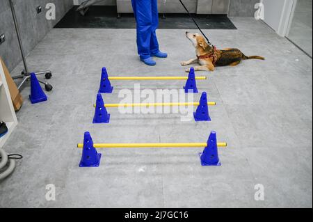 Un chien blessé secouru reçoit un traitement pour un problème de hanche dans un centre vétérinaire Banque D'Images