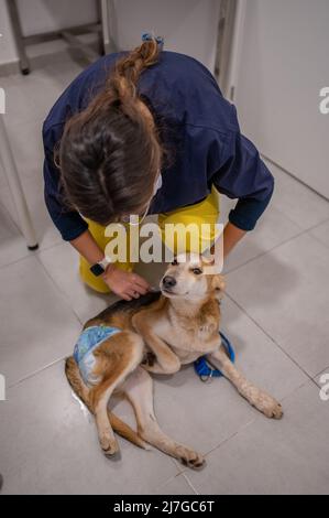 Le jeune chien blessé secouru portant un couches est contrôlé par un vétérinaire Banque D'Images