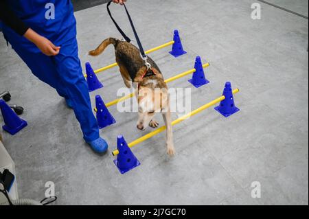 Un chien blessé secouru reçoit un traitement pour un problème de hanche dans un centre vétérinaire Banque D'Images