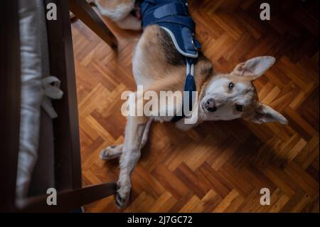 Portrait intérieur d'un jeune chien secouru portant un corset médical pour une blessure à la hanche Banque D'Images