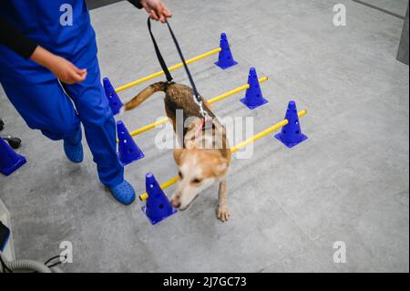 Un chien blessé secouru reçoit un traitement pour un problème de hanche dans un centre vétérinaire Banque D'Images