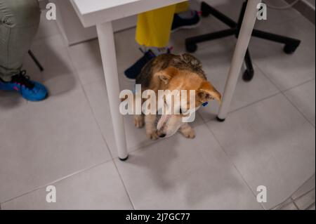 Un jeune chien blessé secouru portant un couches attend à l'intérieur du centre vétérinaire Banque D'Images