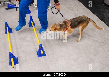 Un chien blessé secouru reçoit un traitement pour un problème de hanche dans un centre vétérinaire Banque D'Images