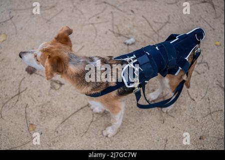 Jeune chien secouru avec une blessure à la hanche portant un corset médical dans le parc Banque D'Images