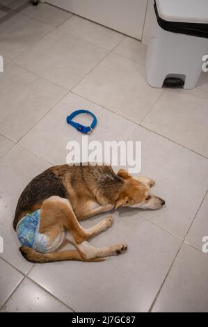 Un jeune chien blessé secouru portant un couches attend à l'intérieur du centre vétérinaire Banque D'Images