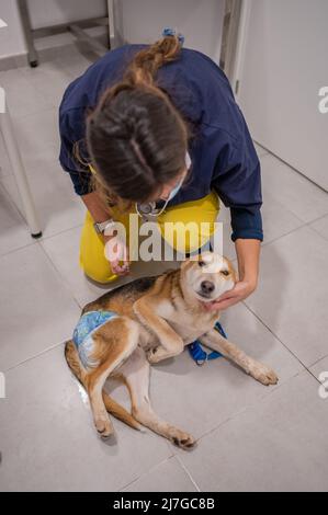 Le jeune chien blessé secouru portant un couches est contrôlé par un vétérinaire Banque D'Images