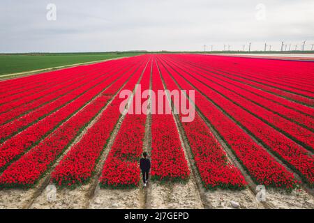 Vue aérienne d'une femme debout dans les champs de tulipes colorés de Keukenhof, Lisse, pays-Bas Banque D'Images