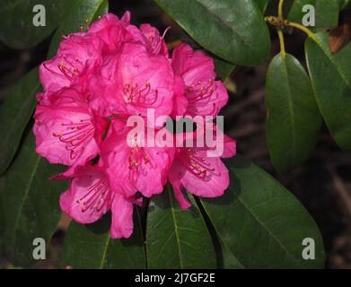 Gros plan d'une grande fleur de rhododendron rose profond qui fleurit dans un jardin anglais des bois en avril, Lancashire, Angleterre, Royaume-Uni. Banque D'Images