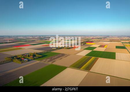 Vue aérienne des champs de tulipes et des fermes aux lignes de grandes éoliennes dans la région de Noordoostpolder, aux pays-Bas Banque D'Images