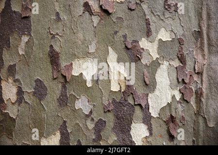 Camouflage motif de l'écorce de l'arbre de plan commun, Platanus x acerifolia ou Platanus x hispanica, ou arbre de plan hybride Banque D'Images