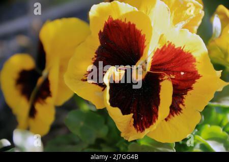 Pansies jaunes poussant dans le jardin en Pologne Banque D'Images