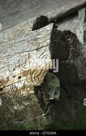 Crâne humain au site traditionnel de sépulture du village de Kete Kesu, au nord de la Toraja, au sud de Sulawesi, en Indonésie. Banque D'Images