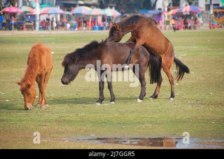 Brun et brun foncé chevaux accouplement dans le champ.chevaux de couplage. Amour du cheval. Reproduction de chevaux sur le terrain. Banque D'Images