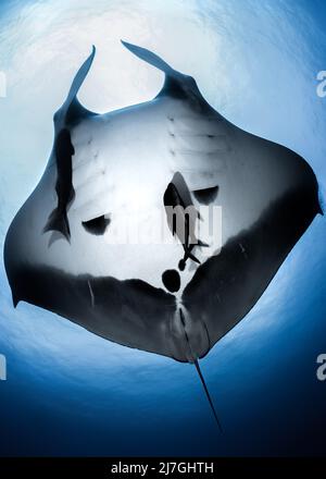 Mobula Birostris (Giant Oceanic Manta Ray) au-dessus de l'archipel de Revillagigedo, Océan Pacifique, Mexique Banque D'Images