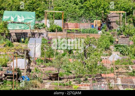 Dutch Sunny communauté allotissement des jardins avec des légumes sur une petite colline à Arnhem, pays-Bas Banque D'Images