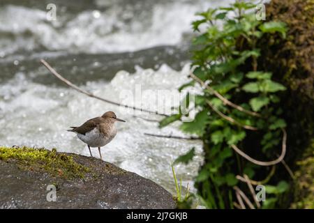 Ponceuse à tête commune (Actitis hypoleucos) en plumage d'été, River Don, Aberdeen, Écosse, Royaume-Uni Banque D'Images