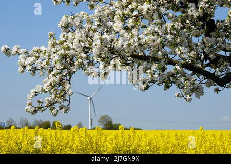 Dresde, Allemagne. 09th mai 2022. Un cerisier en fleur se trouve à côté d'un champ de colza près de Dresde, une éolienne peut être vue en arrière-plan. Crédit : Robert Michael/dpa/Alay Live News Banque D'Images