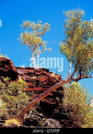 Kalamina gorge, parc national de Karijini, Pilbara, Australie occidentale Banque D'Images