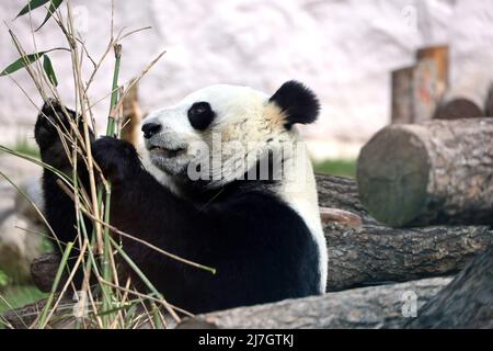 Panda mangeant des pousses de bambou dans un zoo, portrait d'ours noir et blanc en danger Banque D'Images