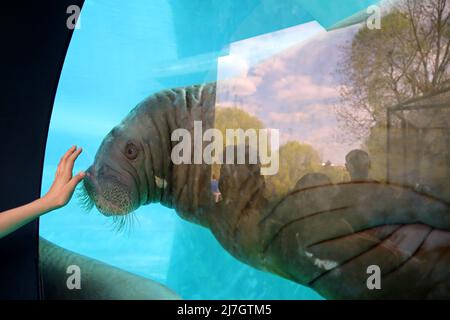 Les visiteurs du zoo et le phoque à fourrure du Nord sous l'eau, regardez jeter le verre d'oceanarium Banque D'Images