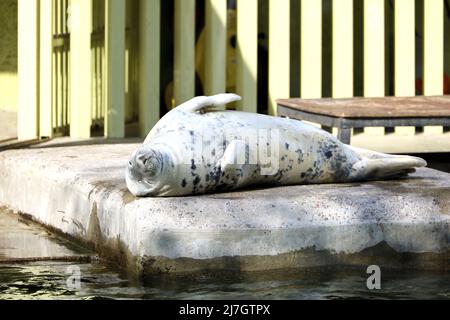 Phoque gris reposant sur une dalle de pierre dans le zoo. Halichoerus grypus couché au soleil, concept de profiter de la vie Banque D'Images