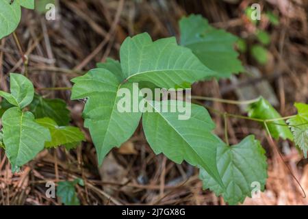 Feuilles de trois plantes de vivanie toxique regardant vers le bas sur le dessus des feuilles vertes au premier plan poussant sur le plancher de la forêt au printemps Banque D'Images
